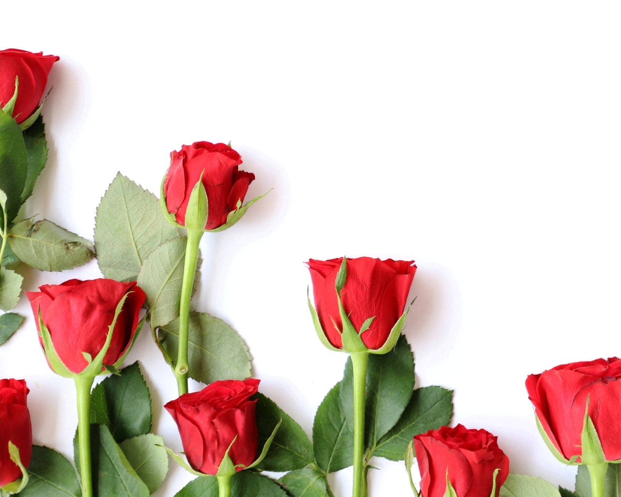 Красивые красные розы разложены на белом фоне