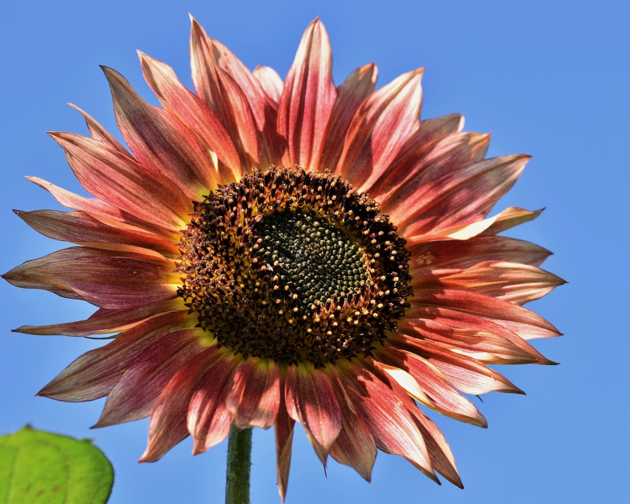 Красивый красный подсолнух на голубом фоне