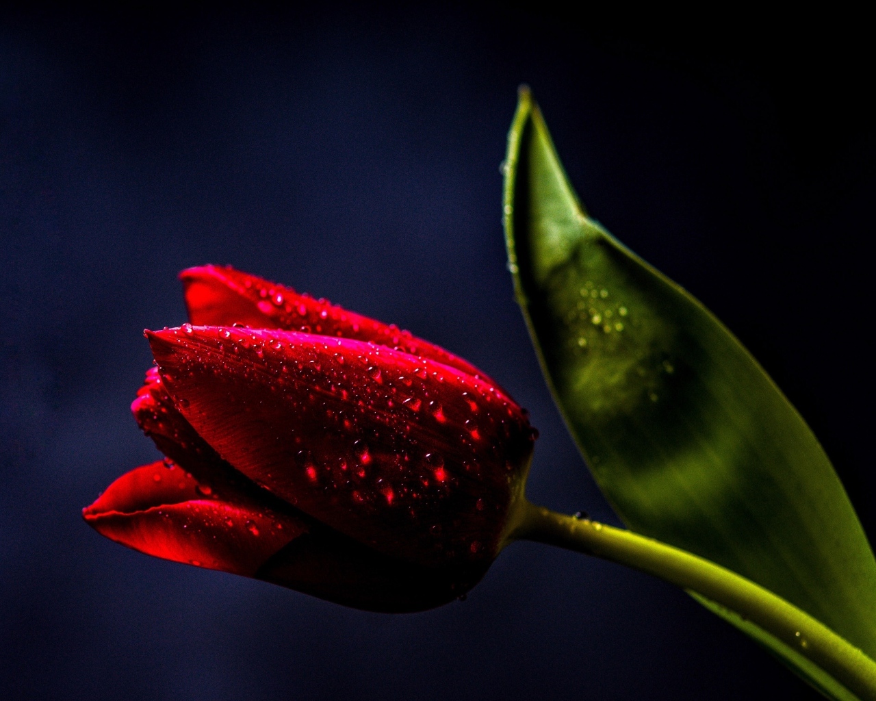 Красивый красный тюльпан с зеленым листом в каплях росы