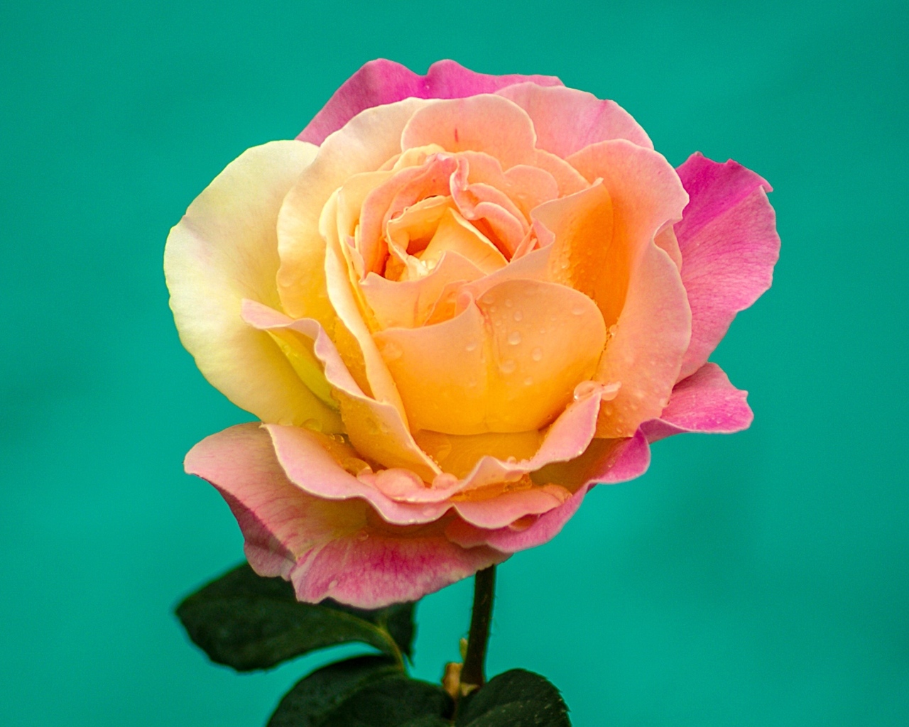 Красивая роза на голубом фоне