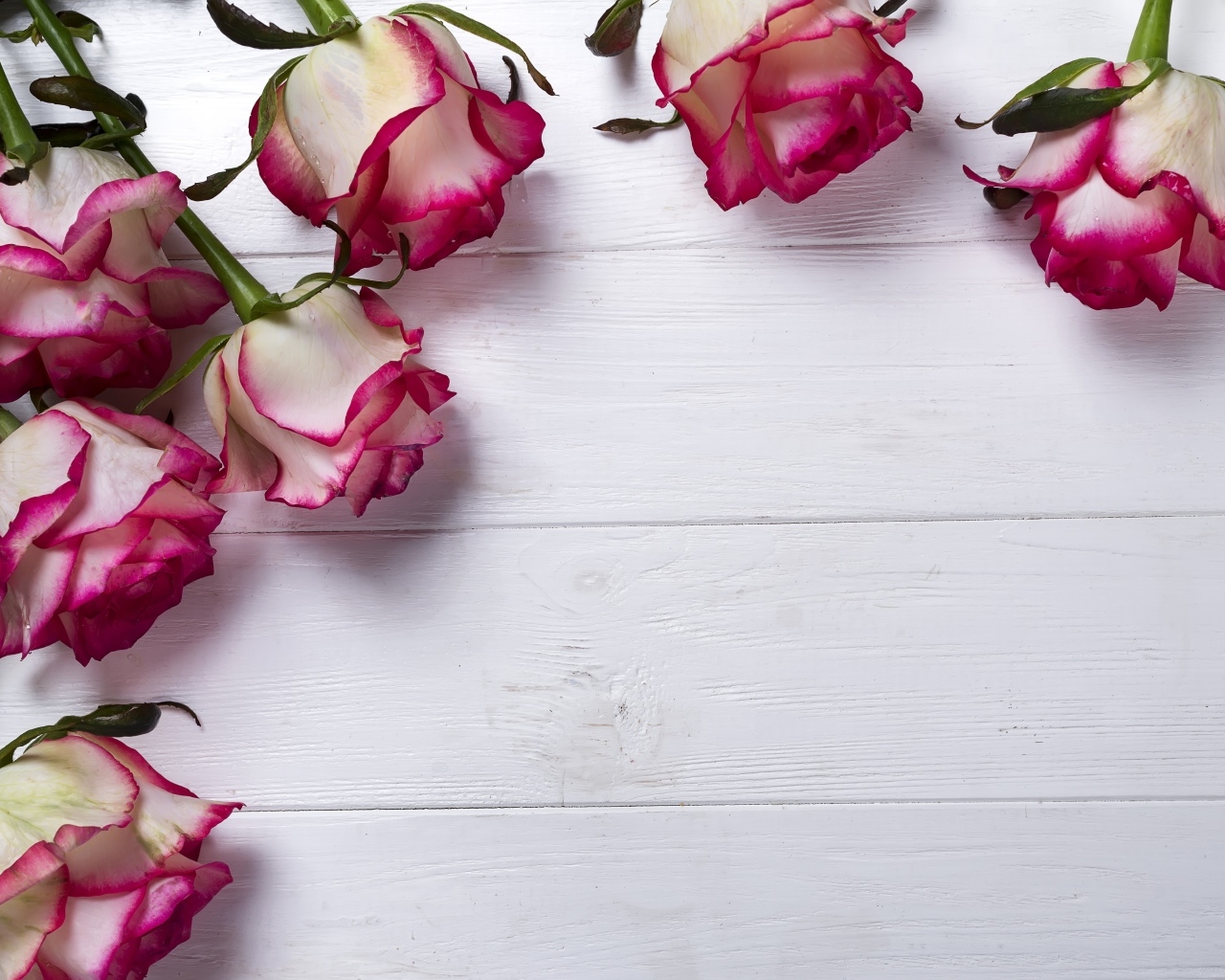 Красивые розы на деревянном фоне