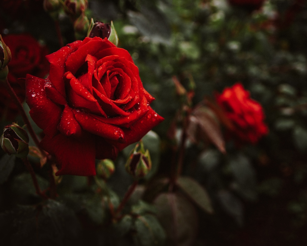 Красивая алая парковая роза с бутонами