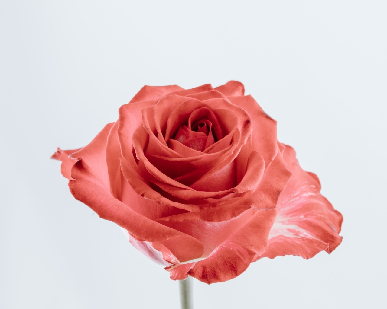 Красивая алая роза на сером фоне крупным планом