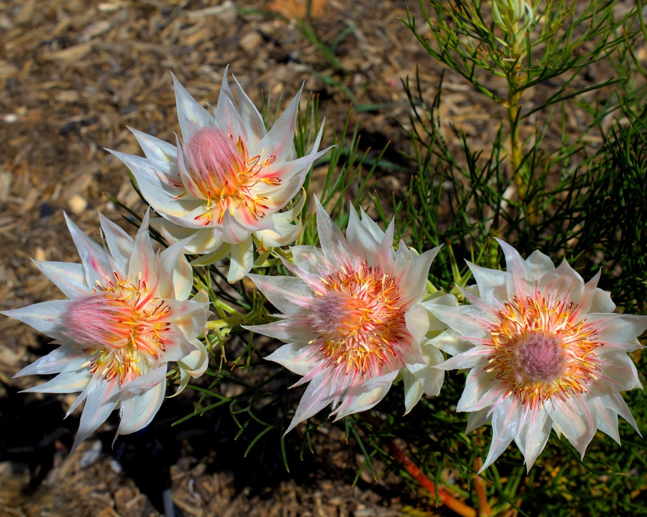 Красивые цветы серрурия на земле