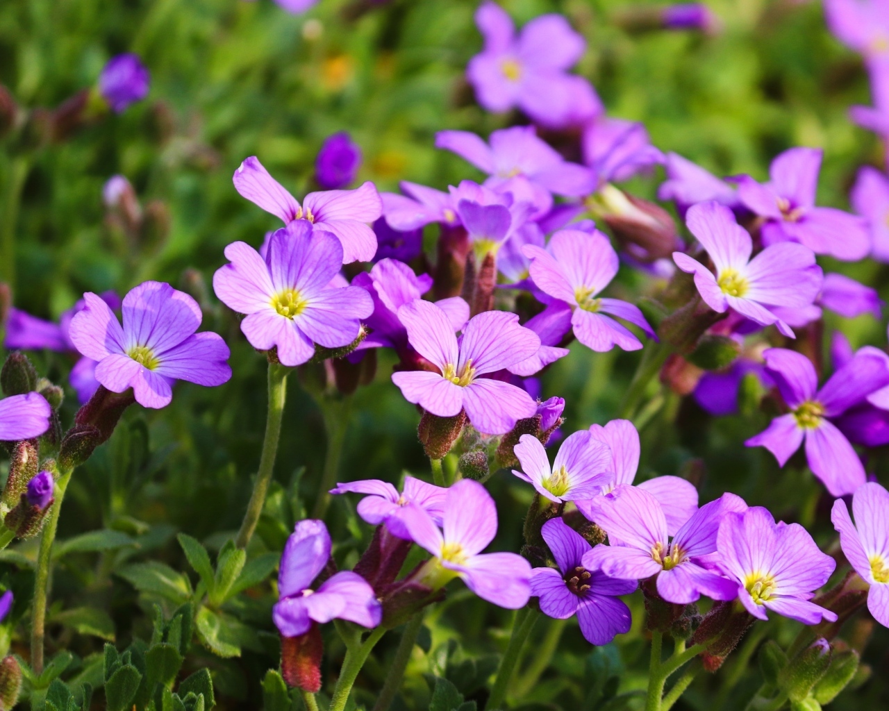 Красивые маленькие цветы гипсофила на клумбе