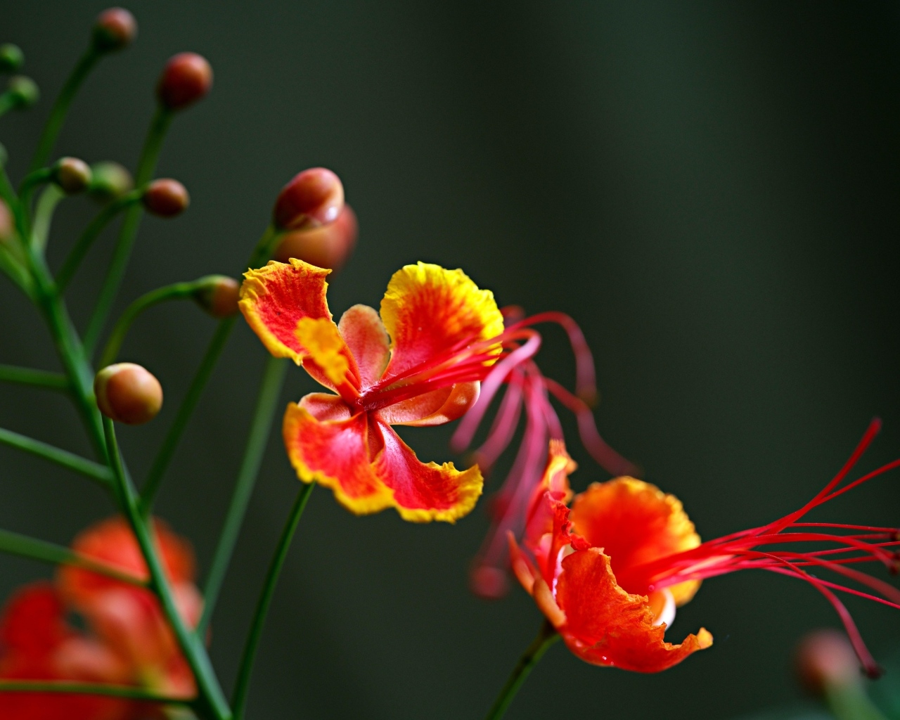 Красивые маленькие необычные цветы крупным планом