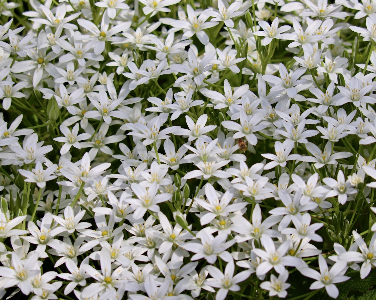 Красивые маленькие белые цветы молочница