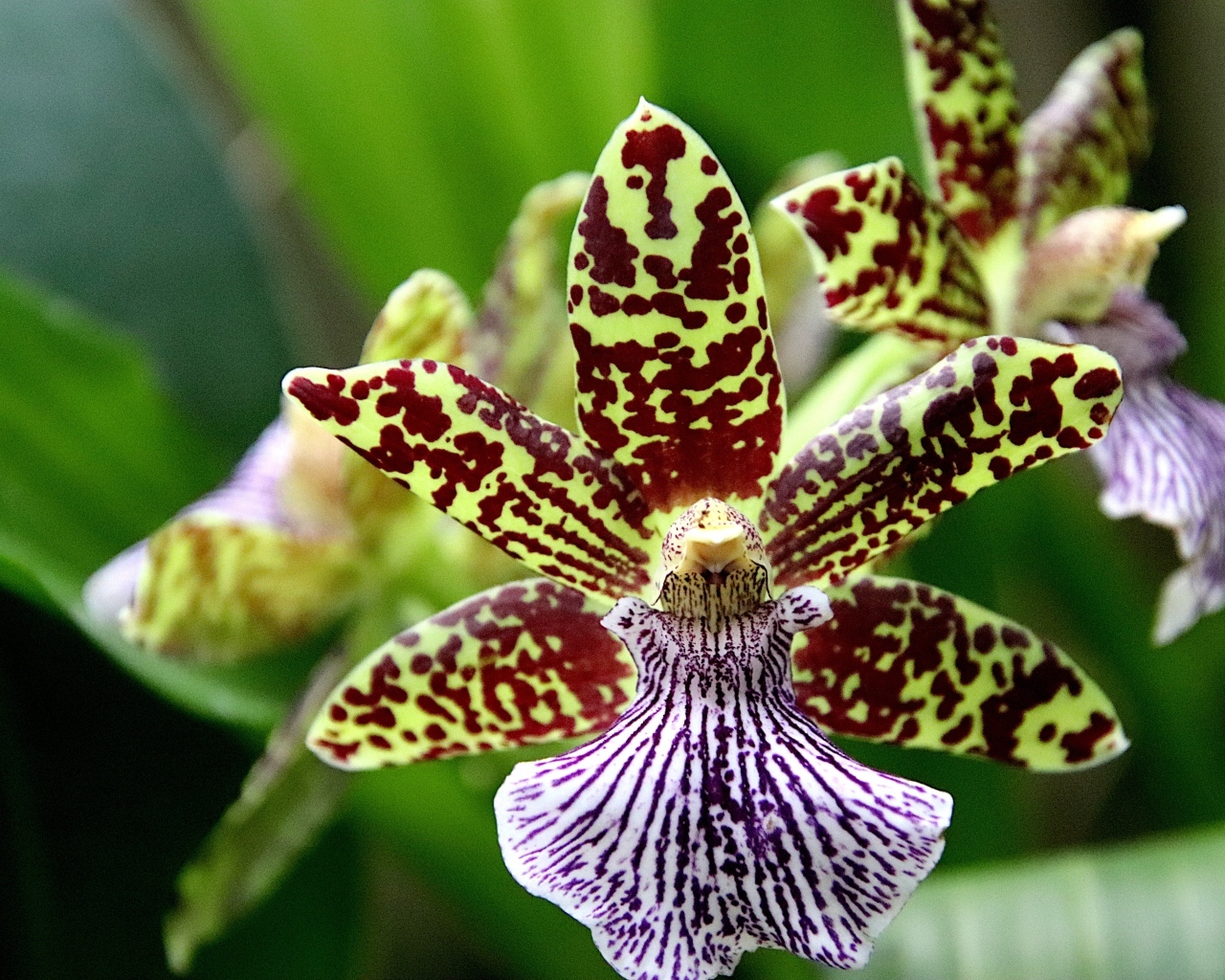 Красивая пятнистая экзотическая орхидея