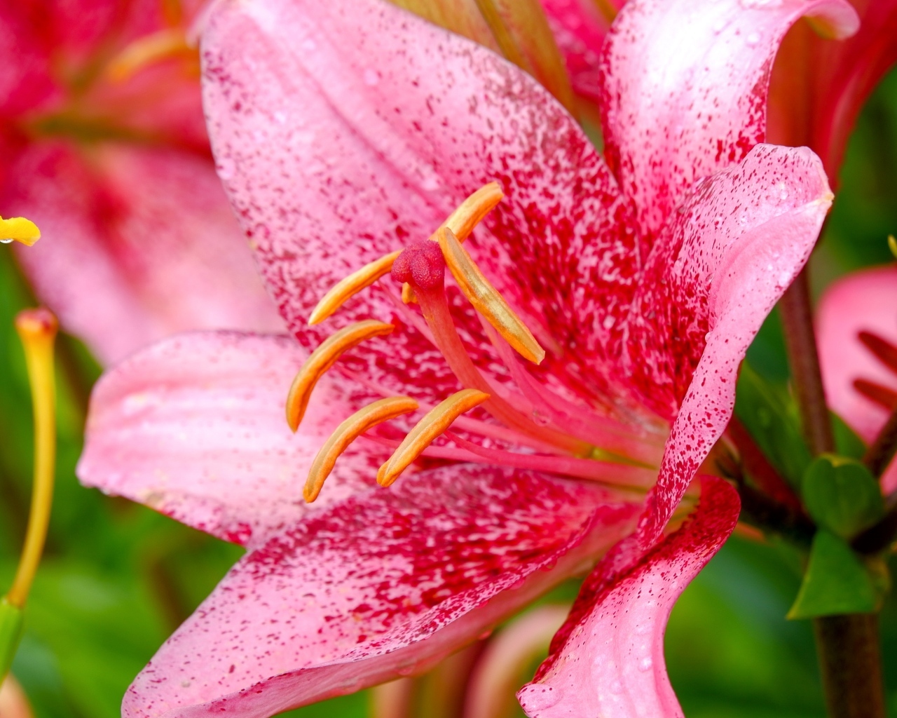 Красивая пятнистая розовая лилия крупным планом