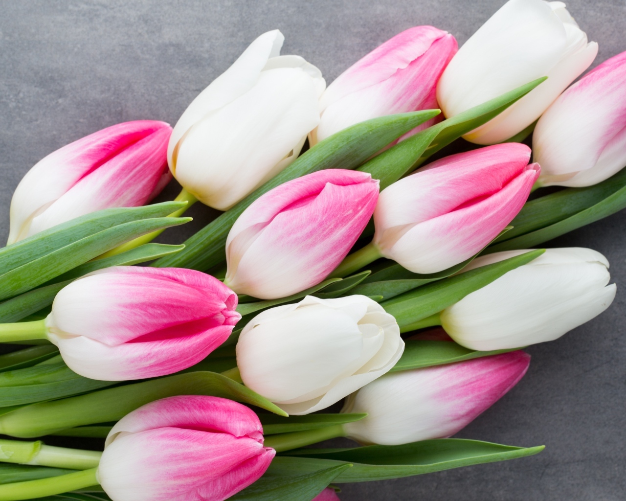 Красивый весенний букет розовых и белых тюльпанов  на сером фоне