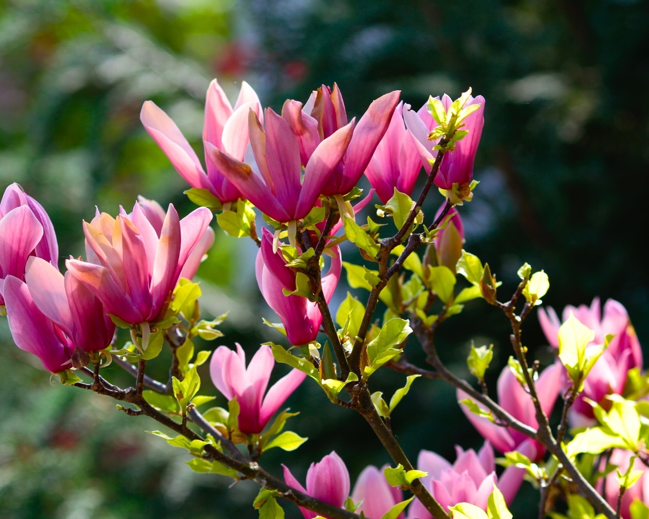 Красивые весенние ветки с цветами магнолии