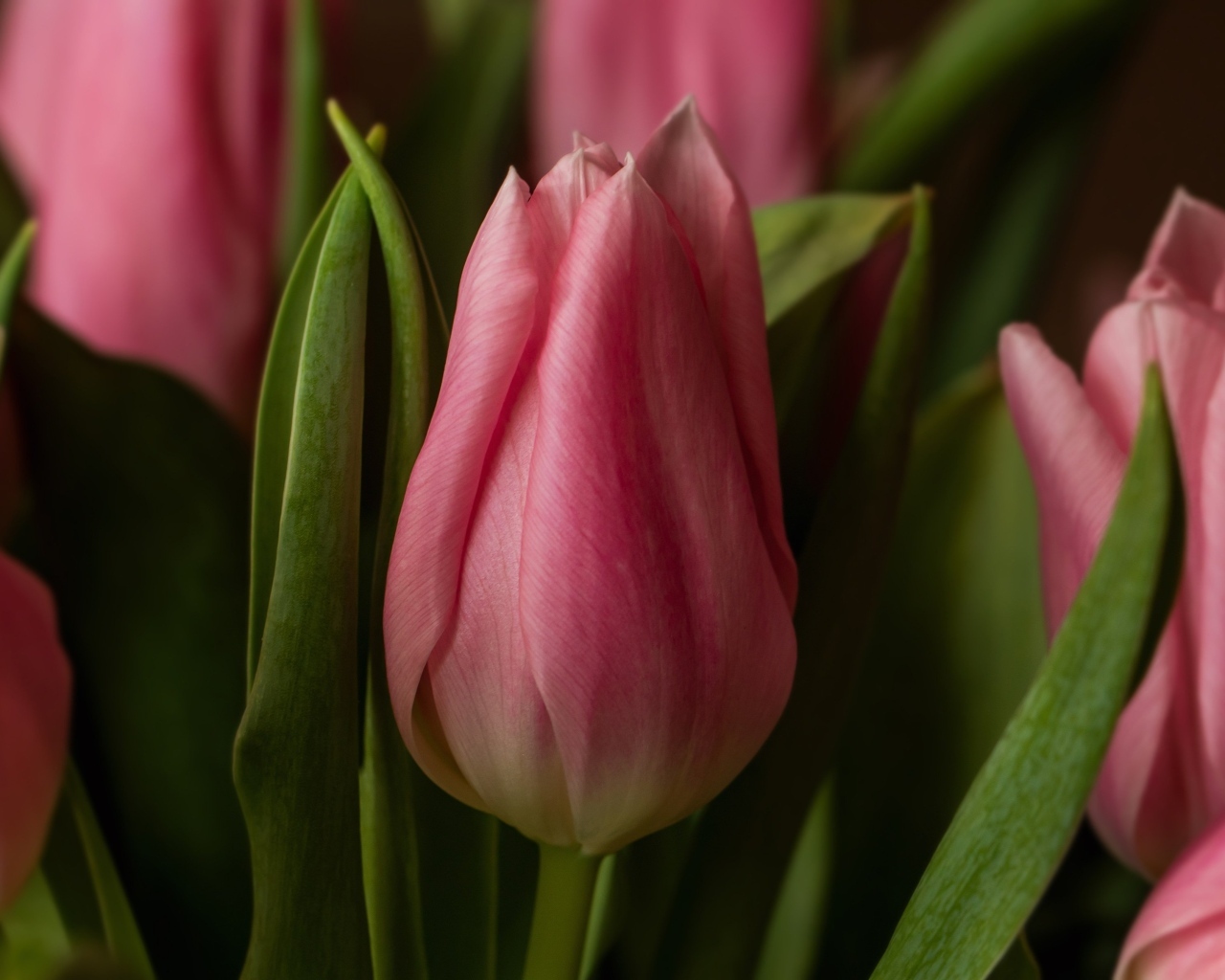 Красивые весенние розовые цветы тюльпана