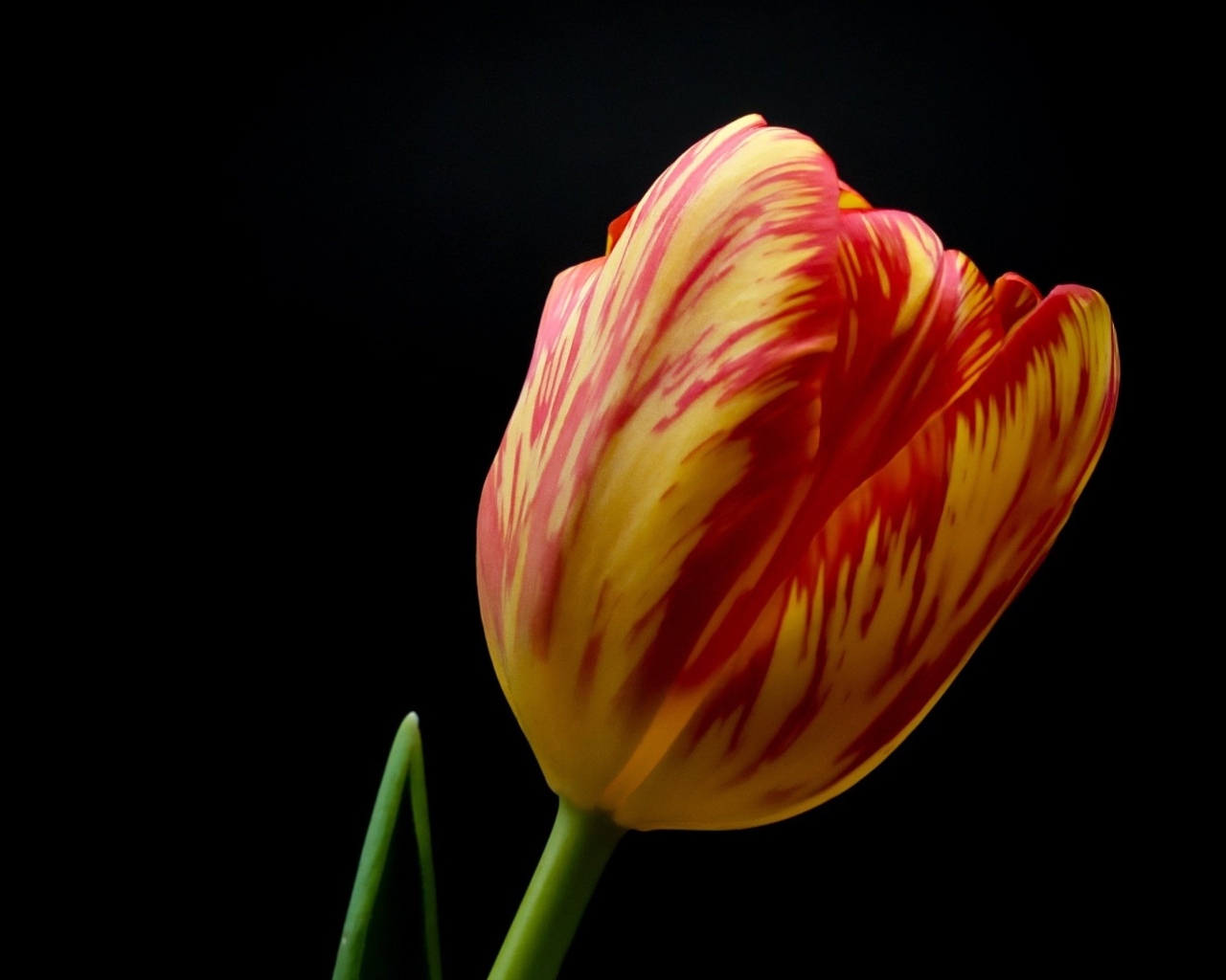 Красивый тюльпан на черном фоне