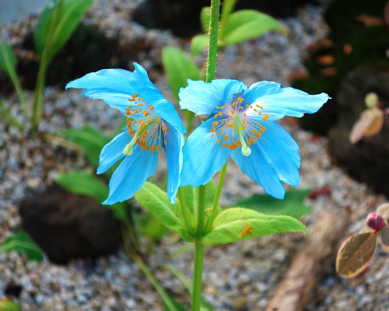 Красивые необычные голубые цветы крупным планом