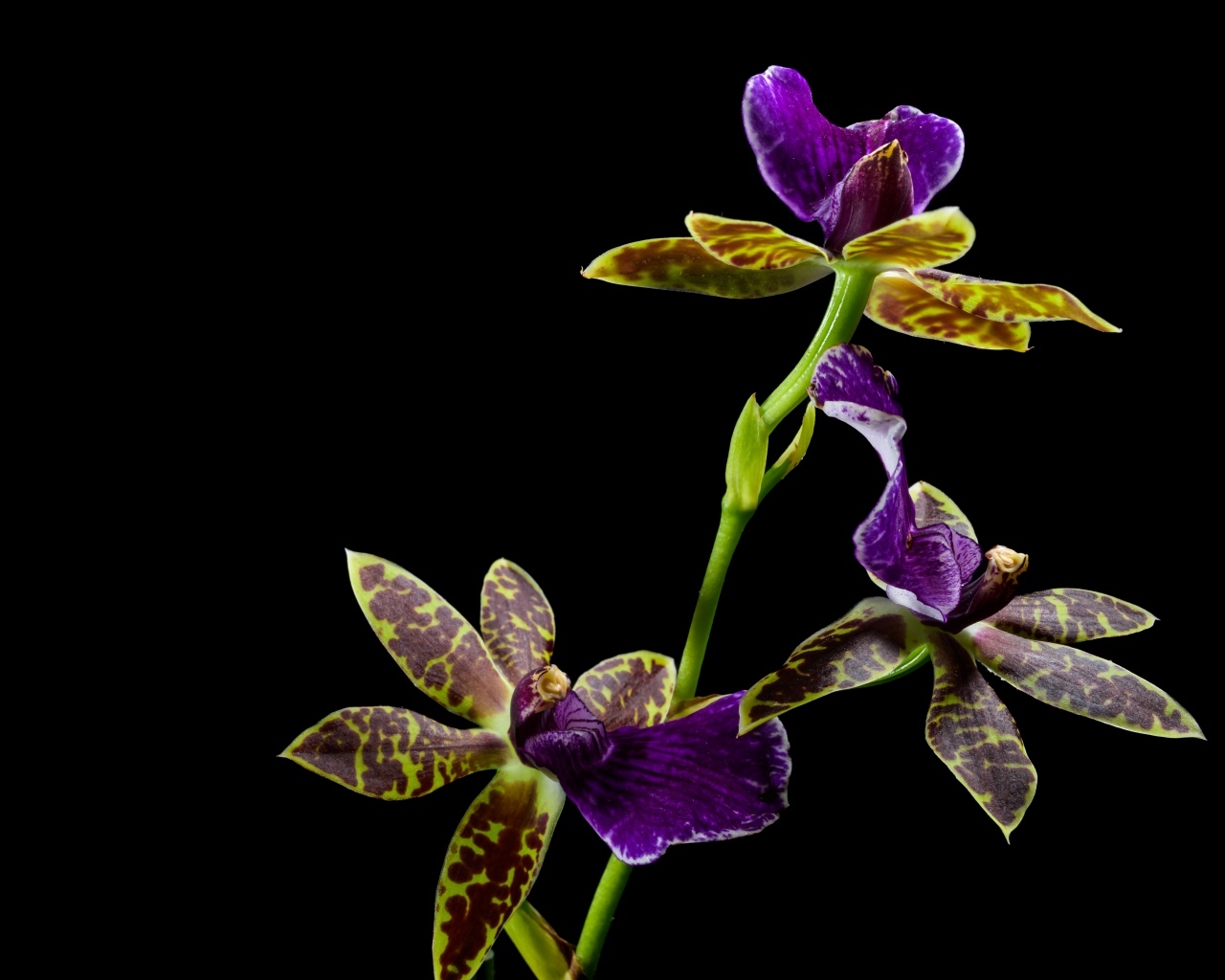 Красивая необычная пятнистая орхидея на черном фоне