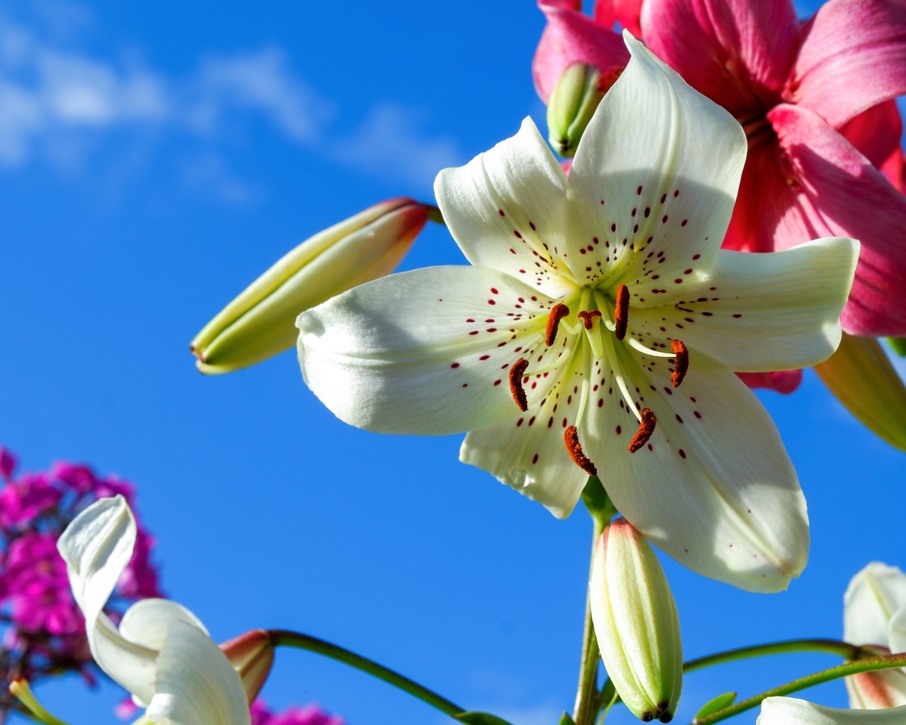 Красивые белые и розовые лилии на фоне голубого неба