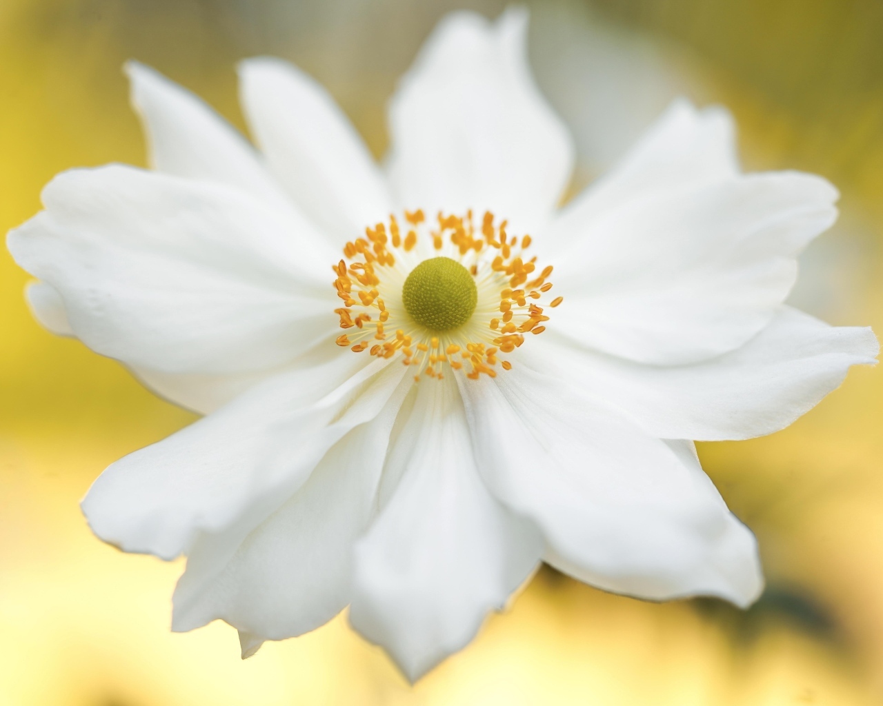 Красивый белый цветок анемоны крупным планом