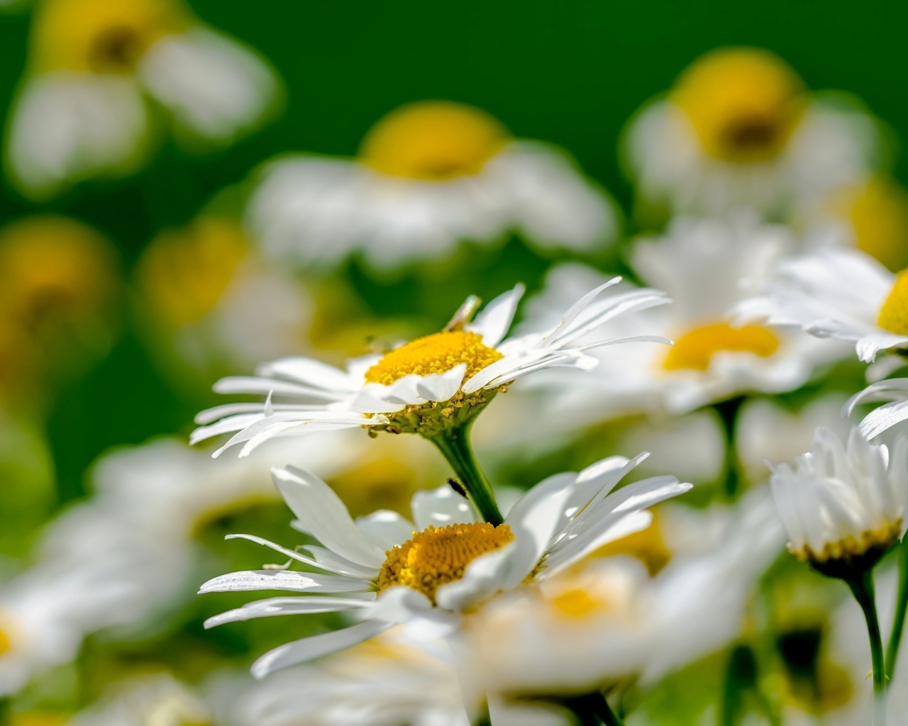 Красивые белые ромашки с желтой серединкой