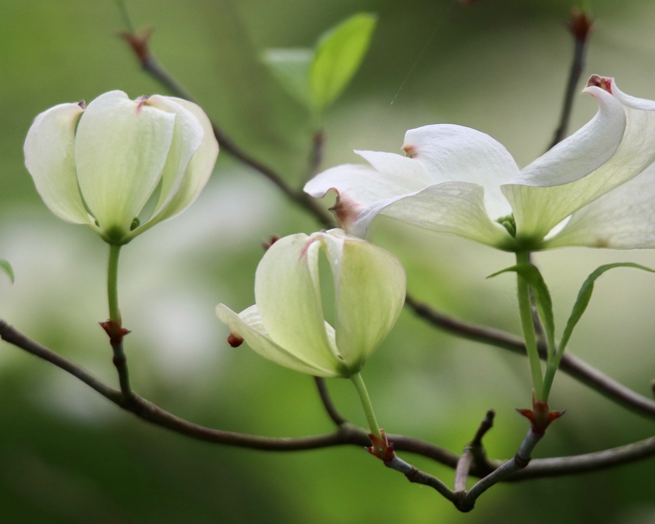Красивые белые цветы кизила на ветке