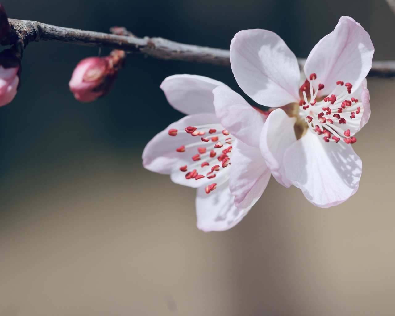 Красивые белые цветы распускаются на ветке весной