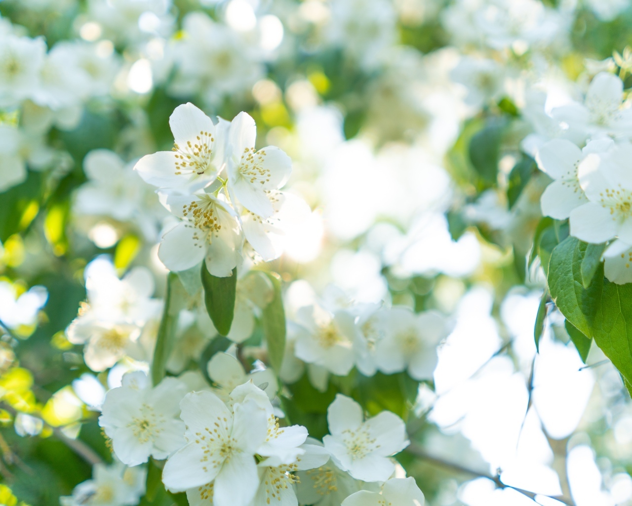 Красивые белые ароматные цветы жасмина