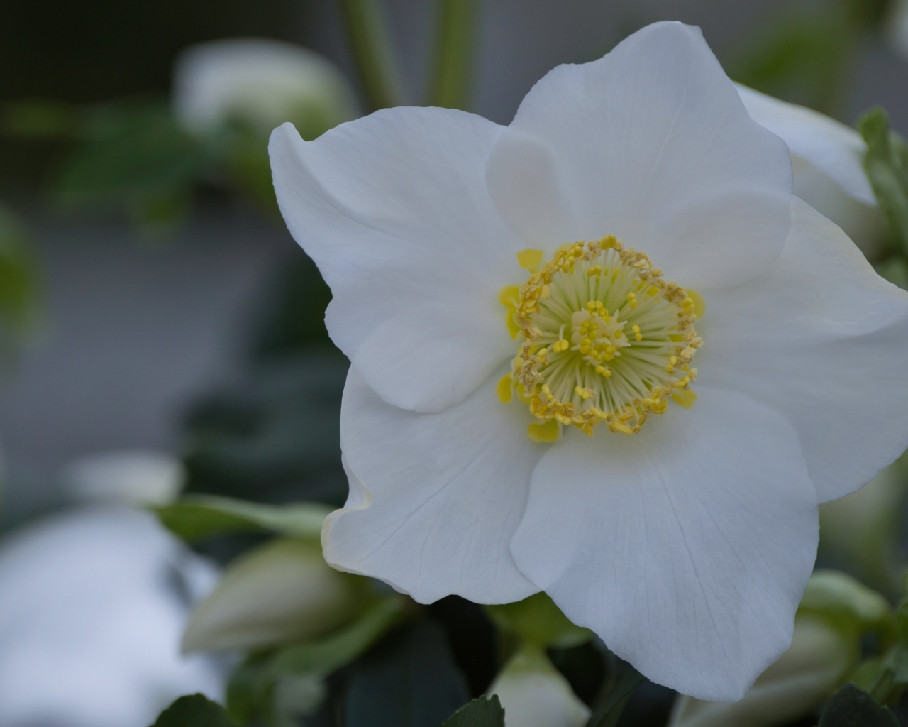 Красивый белый цветок морозник вблизи