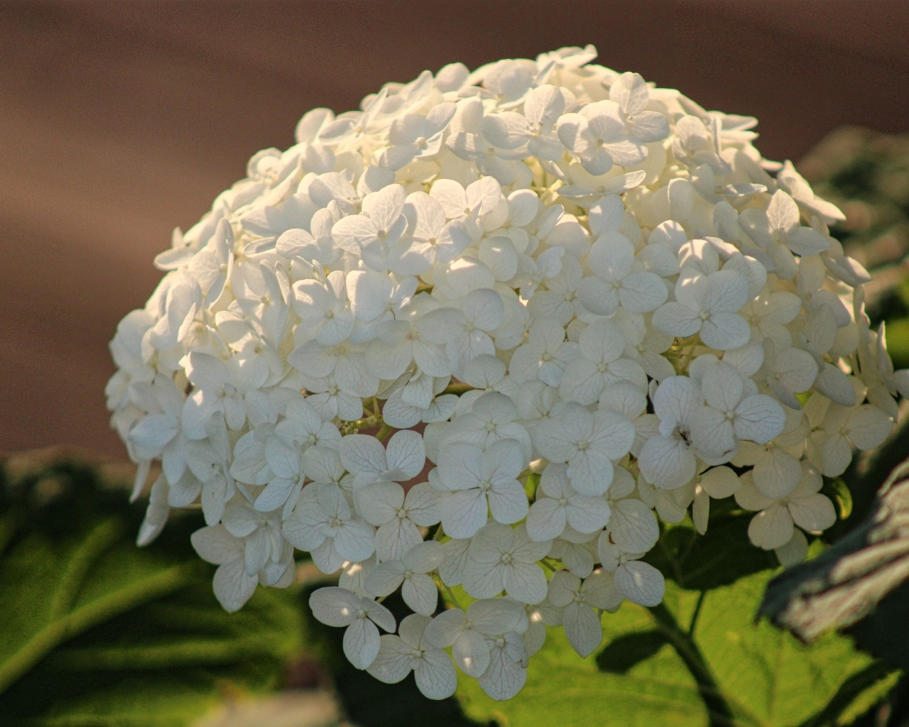 Красивый белый большой цветок гортензии