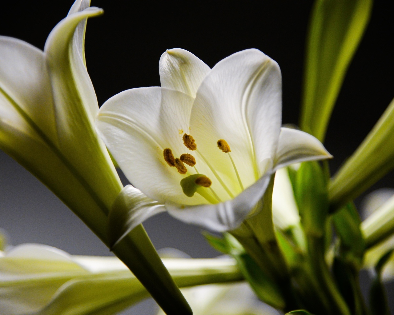 Красивые белые лилии с бутонами крупным планом