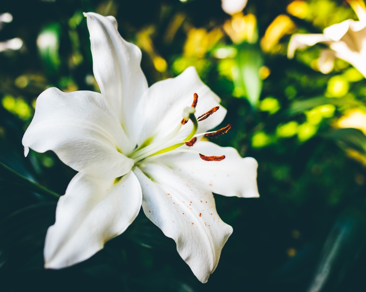 Красивый белый цветок лилии крупным планом