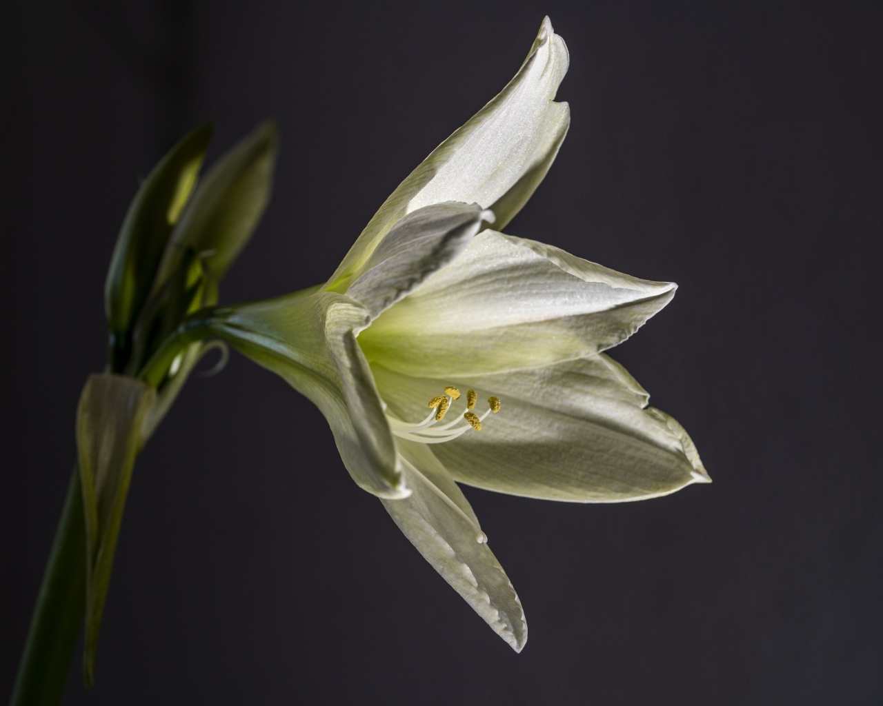 Красивая белая лилия на сером фоне