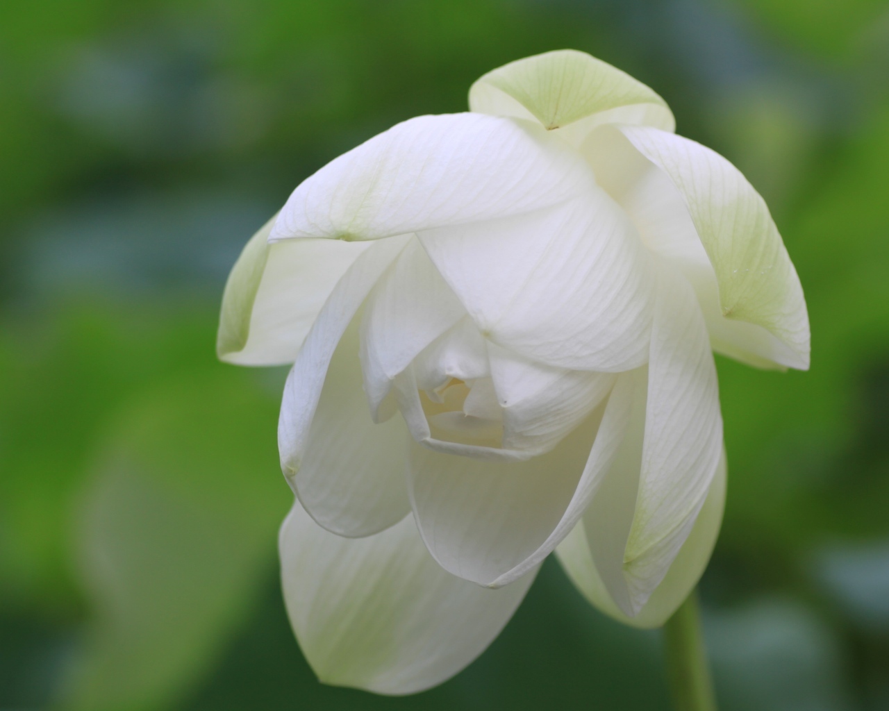 Красивый белый цветок лотоса вблизи