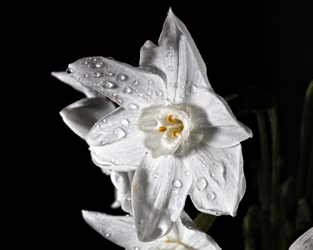 Красивый белый цветок нарцисса в каплях росы