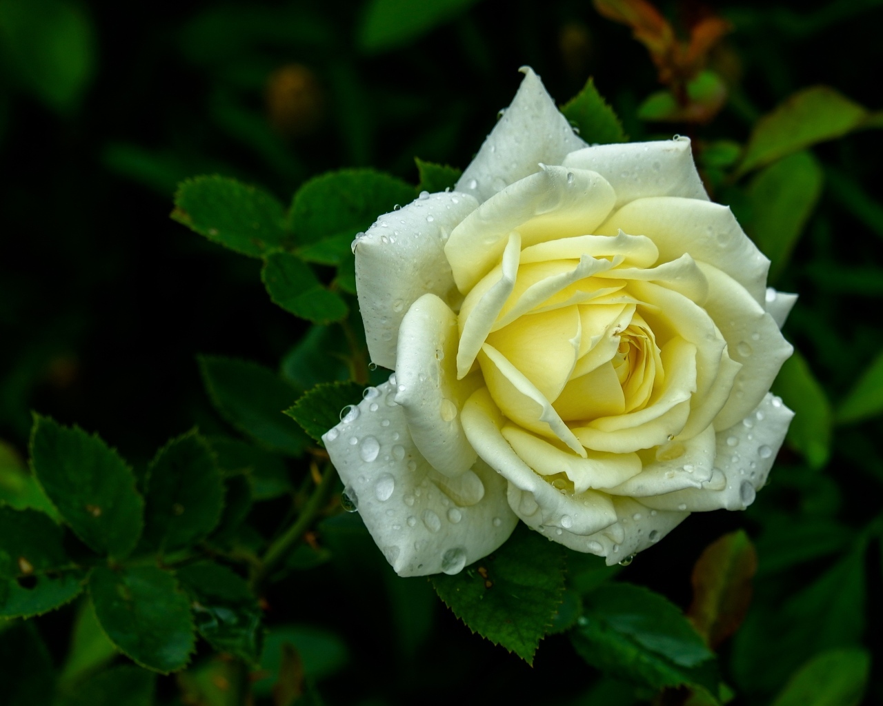 Красивая белая роза в каплях росы на клумбе летом