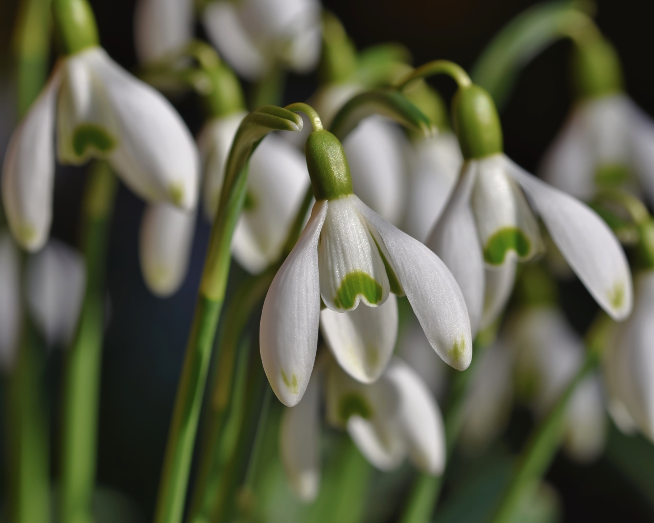 Красивые белые весенние цветы подснежники