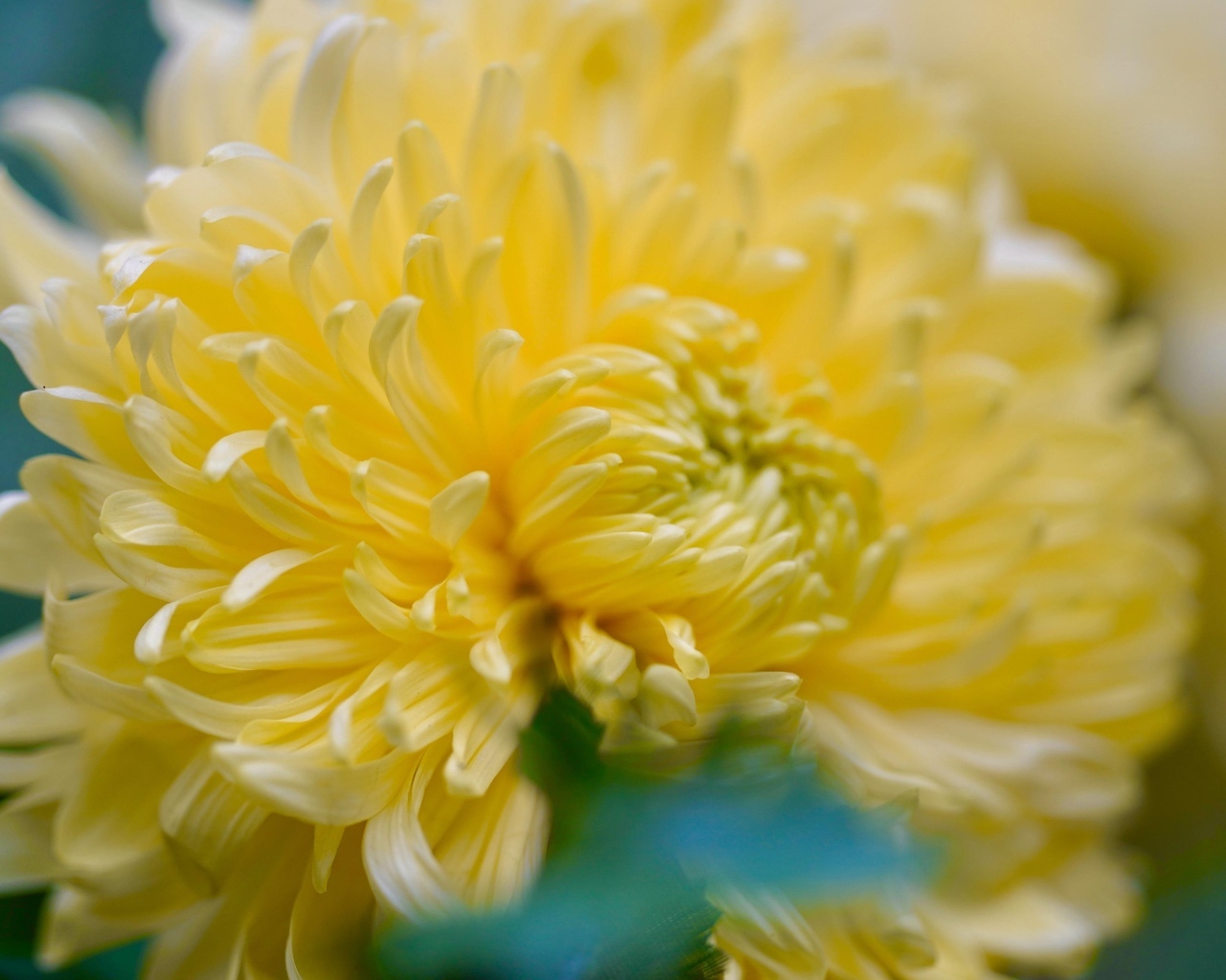 Красивый желтый цветок хризантемы крупным планом