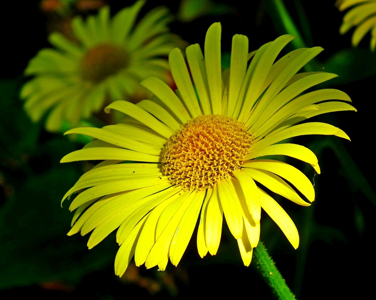 Красивые желтые ромашки вблизи