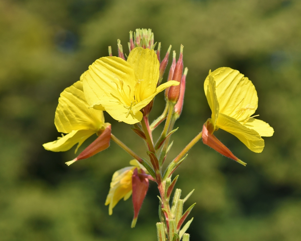 Красивые желтые цветы эшшольция с бутонами