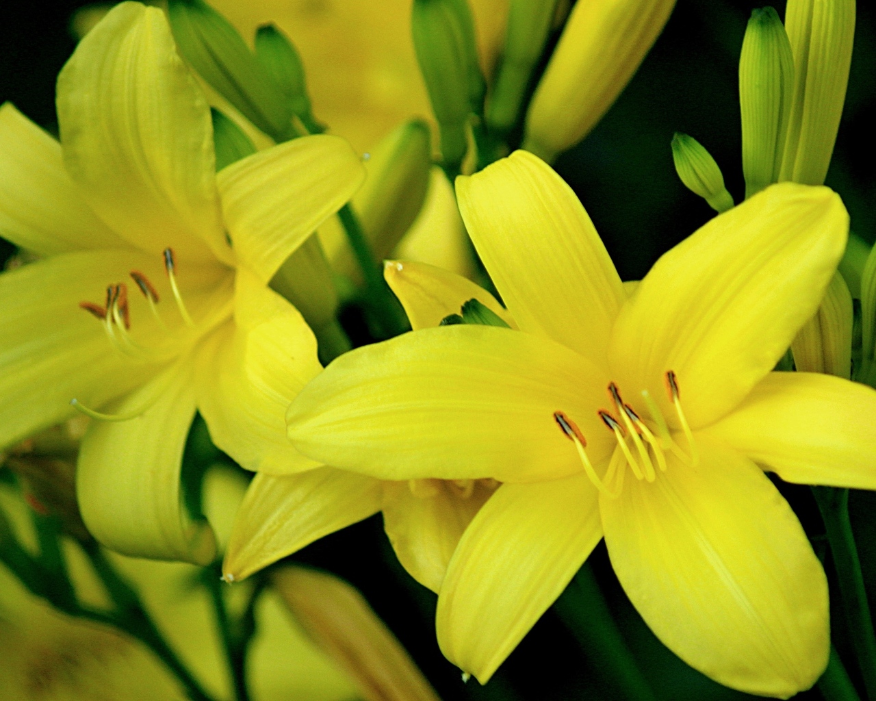 Красивая желтая садовая лилия