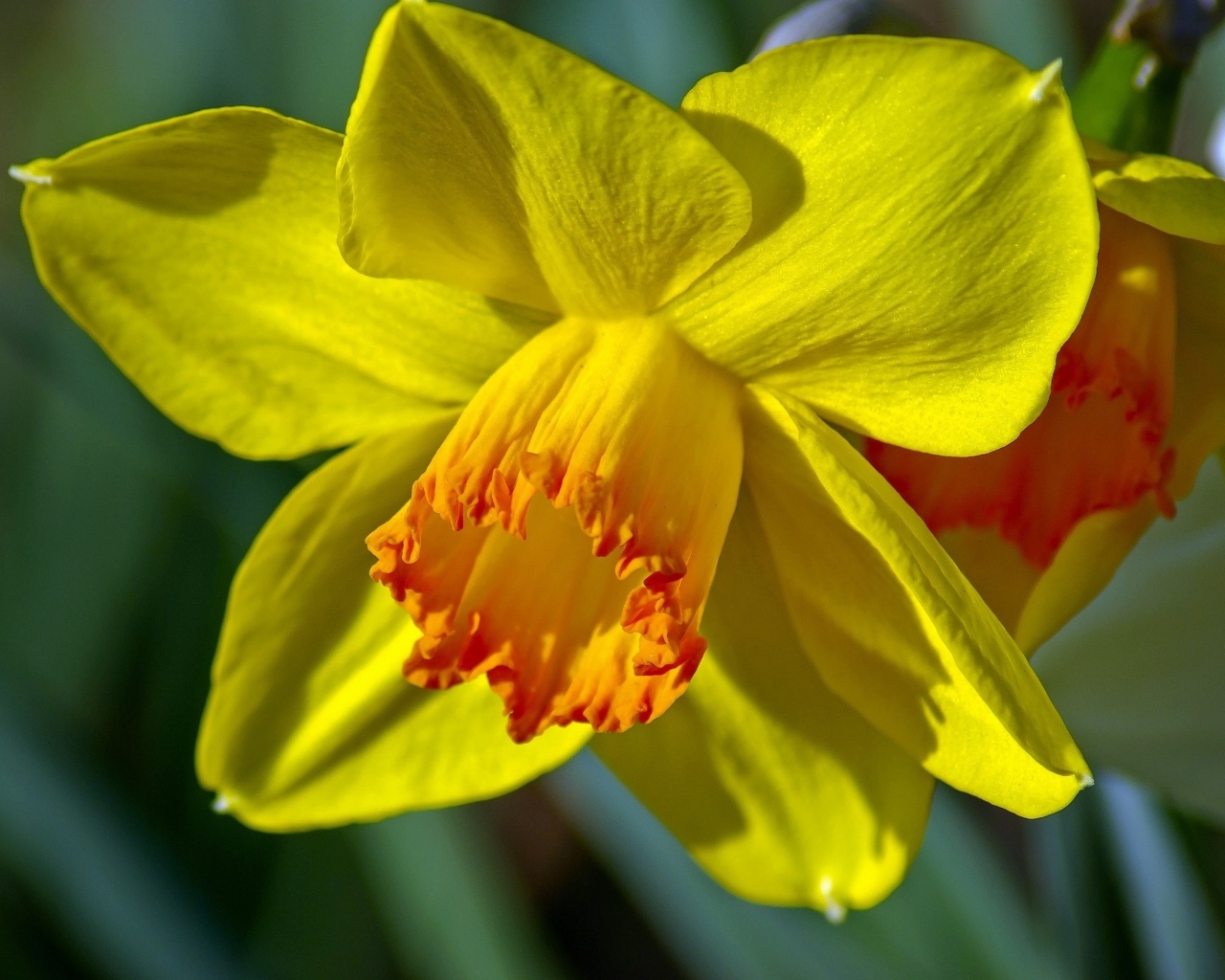 Красивый желтый цветок нарцисса крупным планом