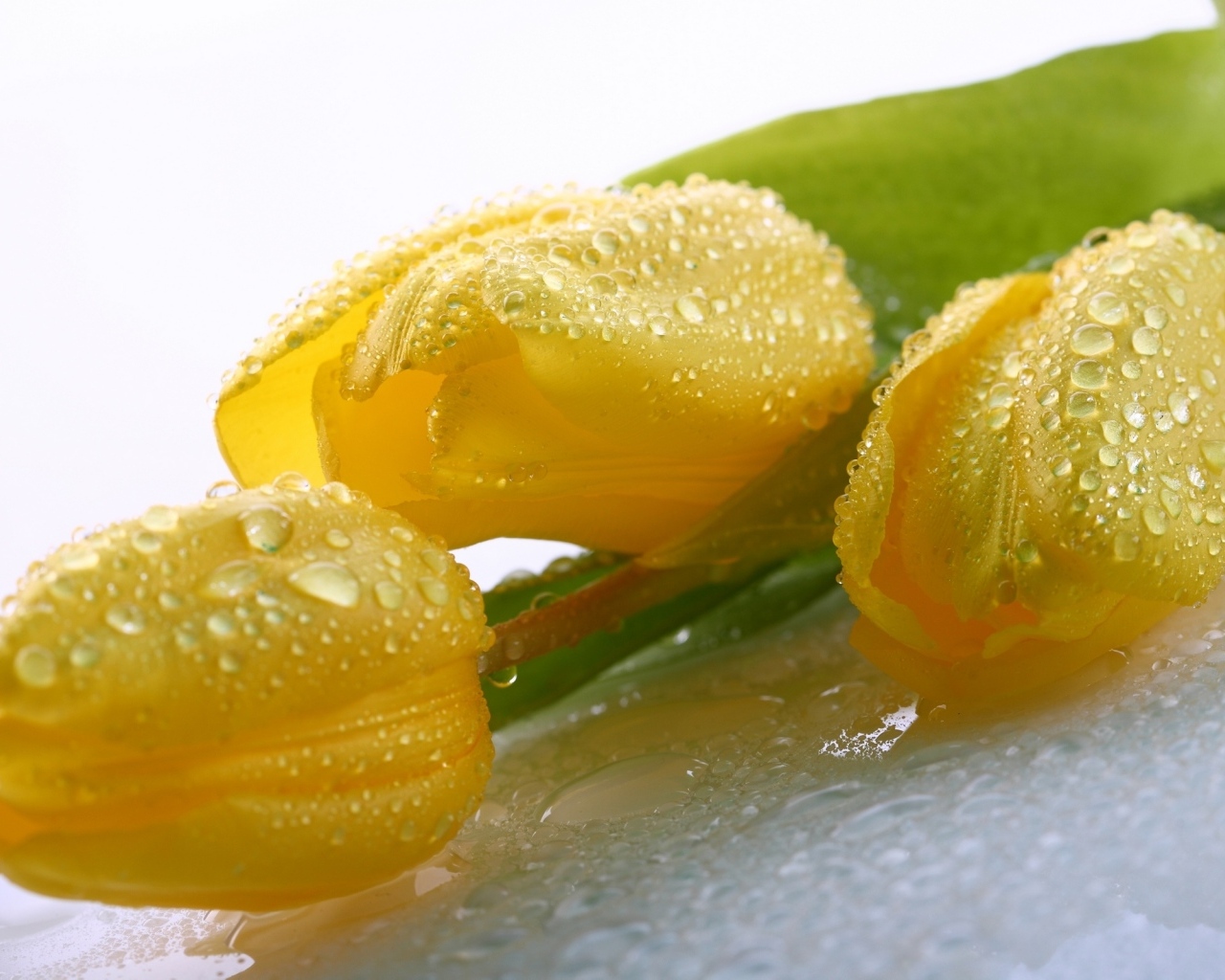 Красивые желтые тюльпаны в каплях воды