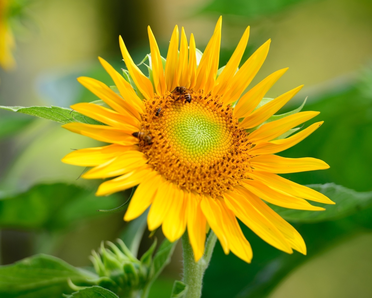 Пчелы опыляют большой желтый подсолнух