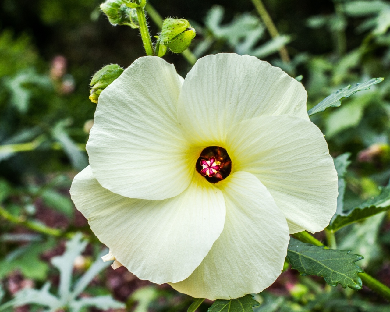 Бежевый цветок гибискуса на клумбе
