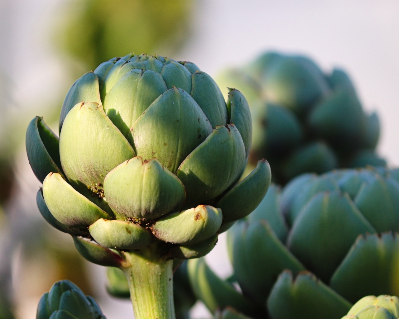 Большой зеленый артишок крупным планом