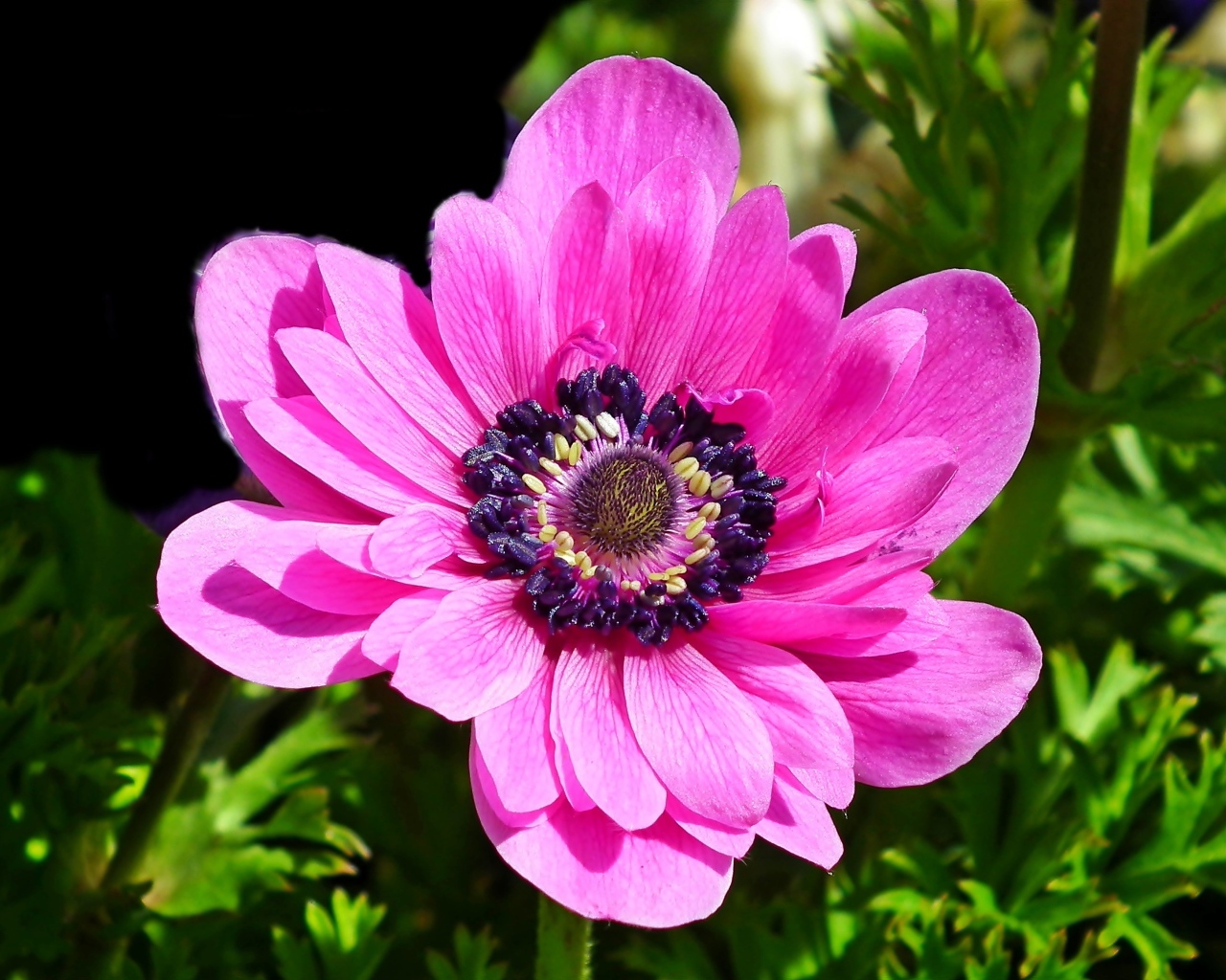 Большой розовый цветок анемоны крупным планом