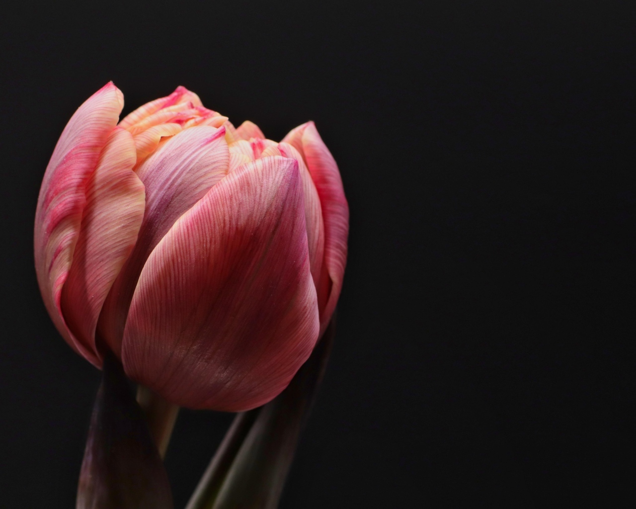 Большой розовый тюльпан на черном фоне