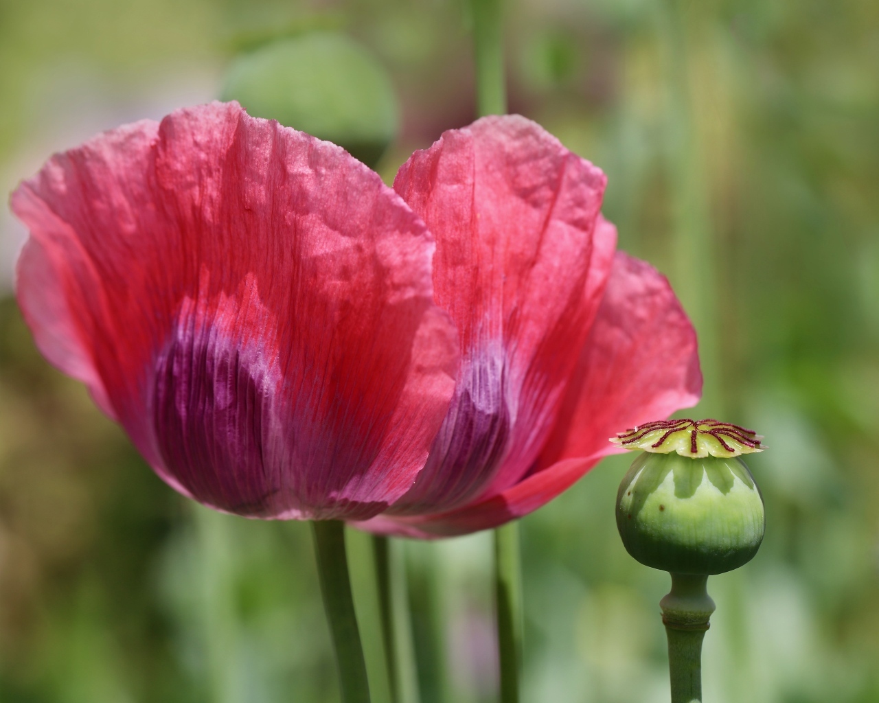 Большой красный мак крупным планом