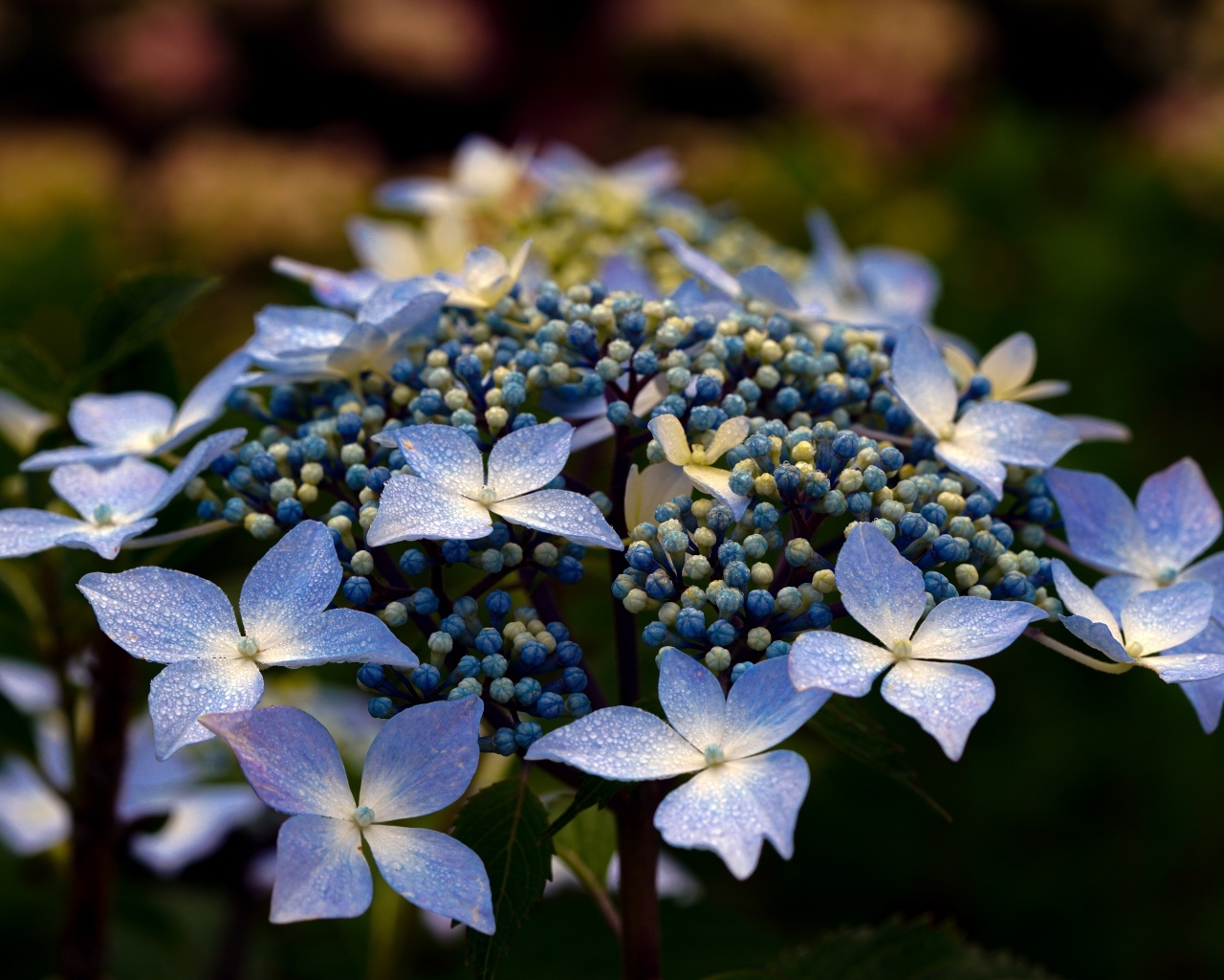 Распускающийся цветок гортензии