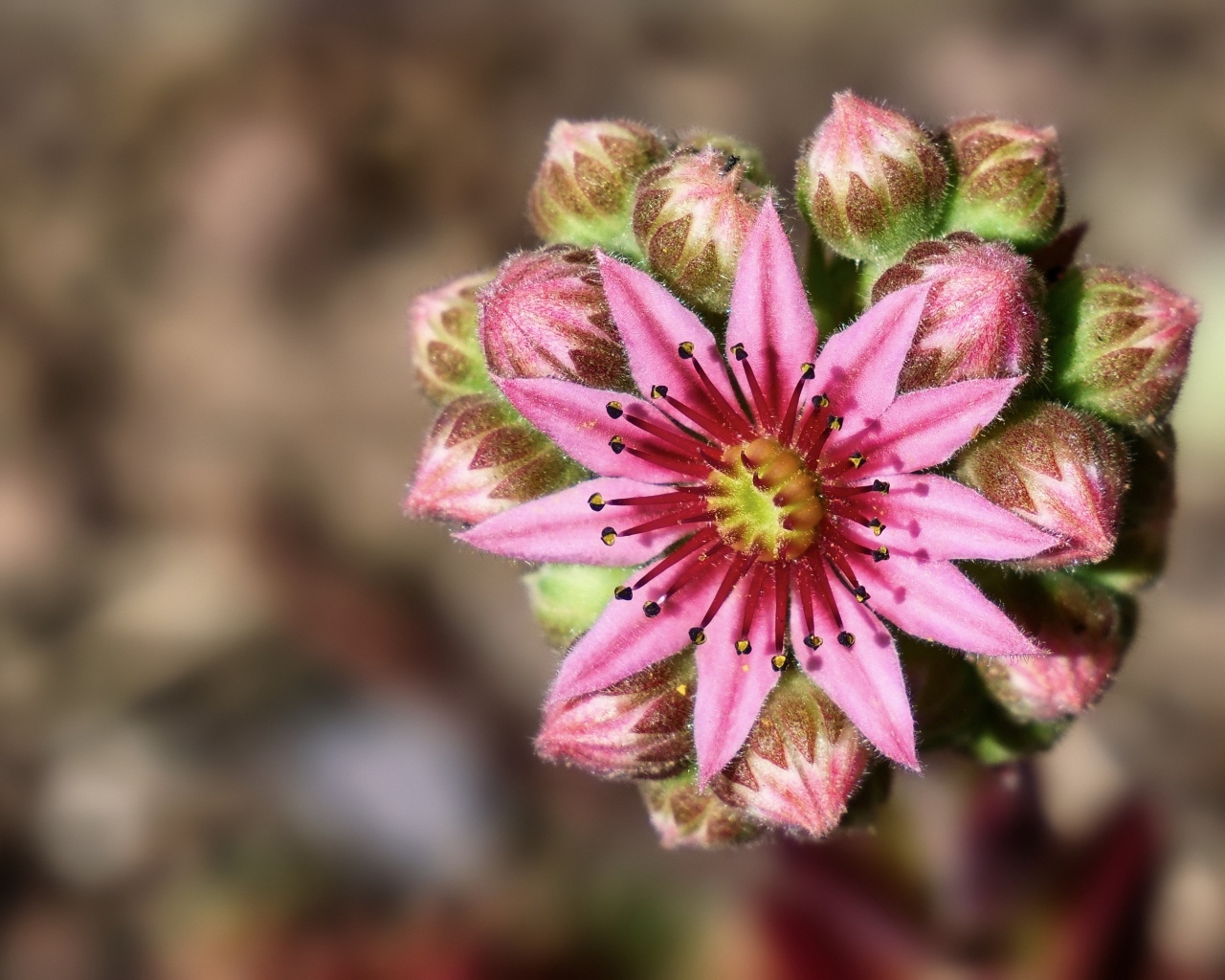 Цветущий розовый цветок молодило 