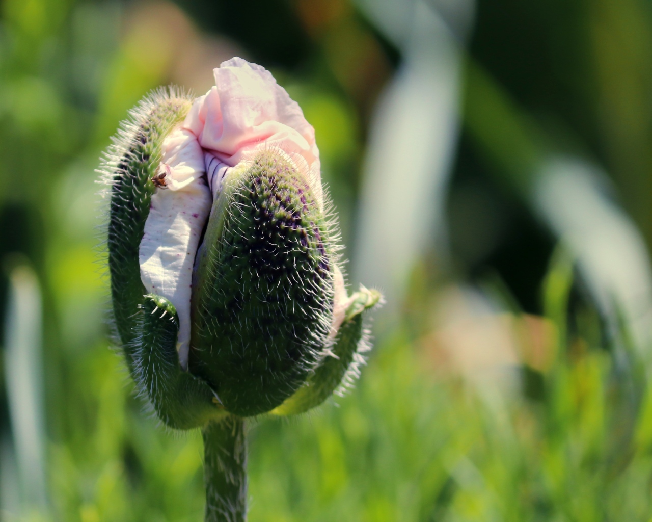 Распускающийся розовый цветок мака