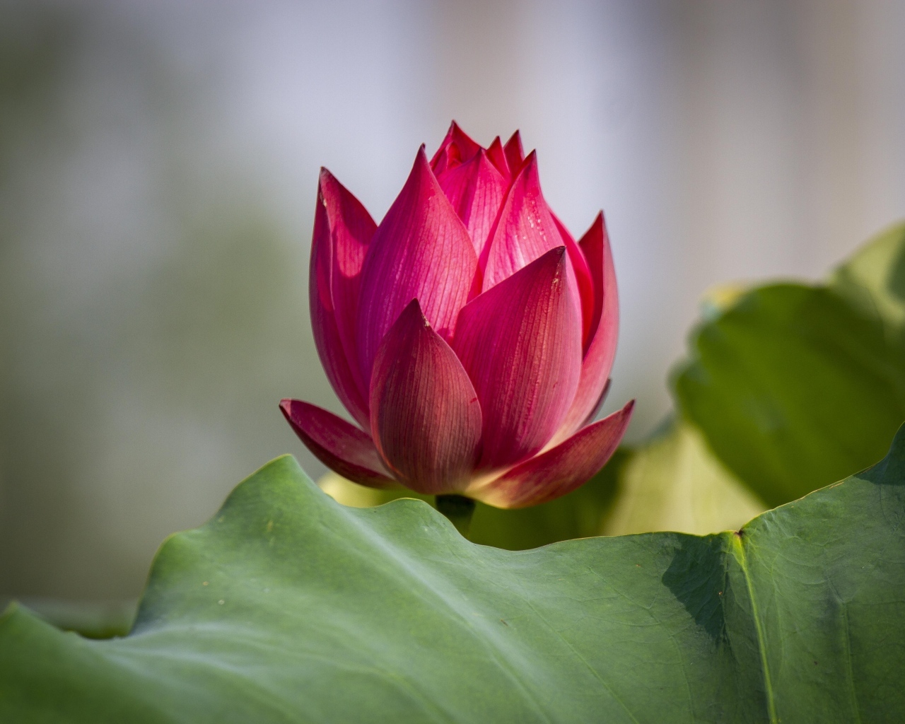 Распускающийся красный цветок лотоса с зелеными листьями